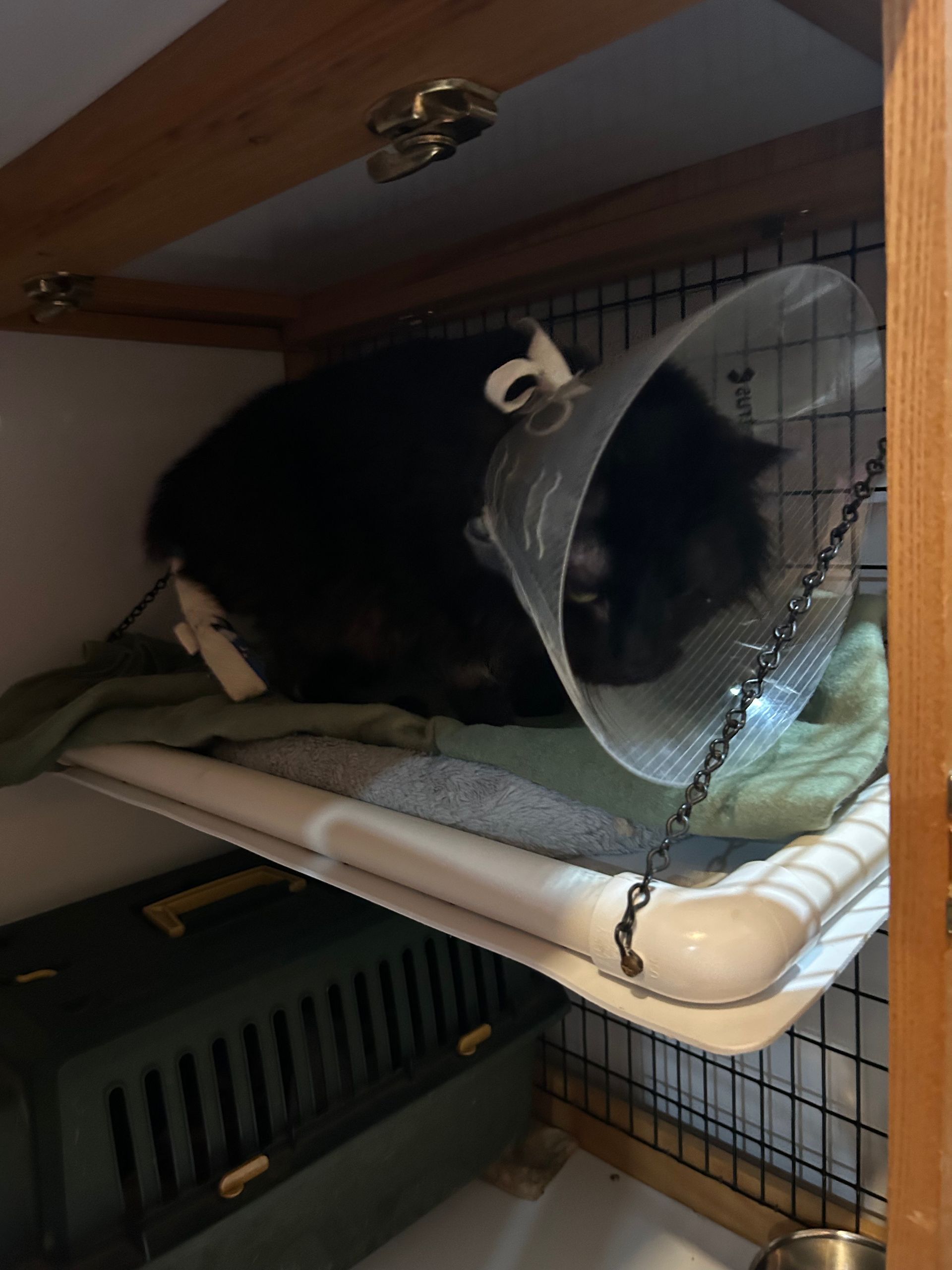 Black cat wearing a cone, resting on a hammock inside a cage, next to a carrier.