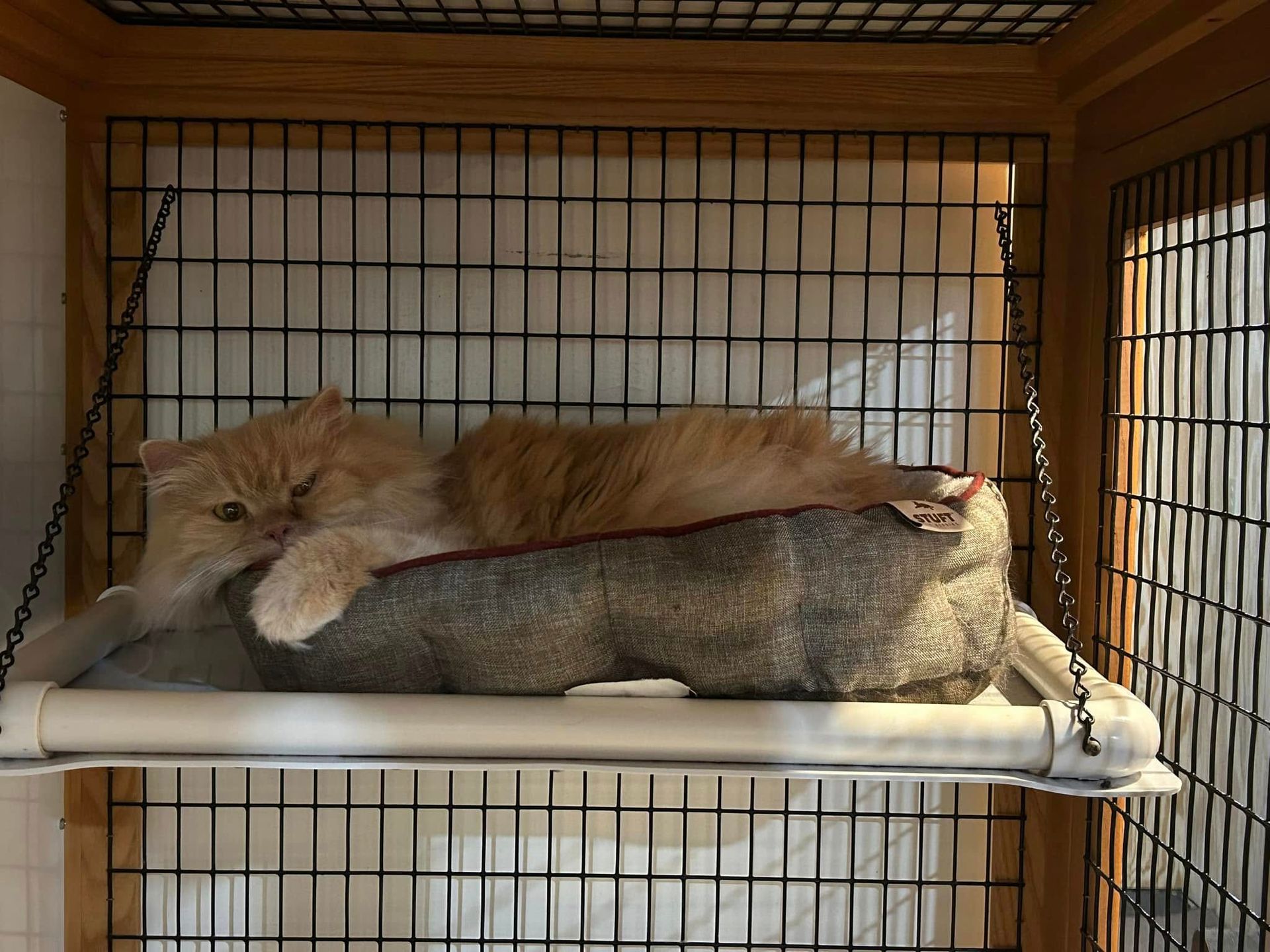 Orange cat lounging on a shelf in a wire cage, looking relaxed.