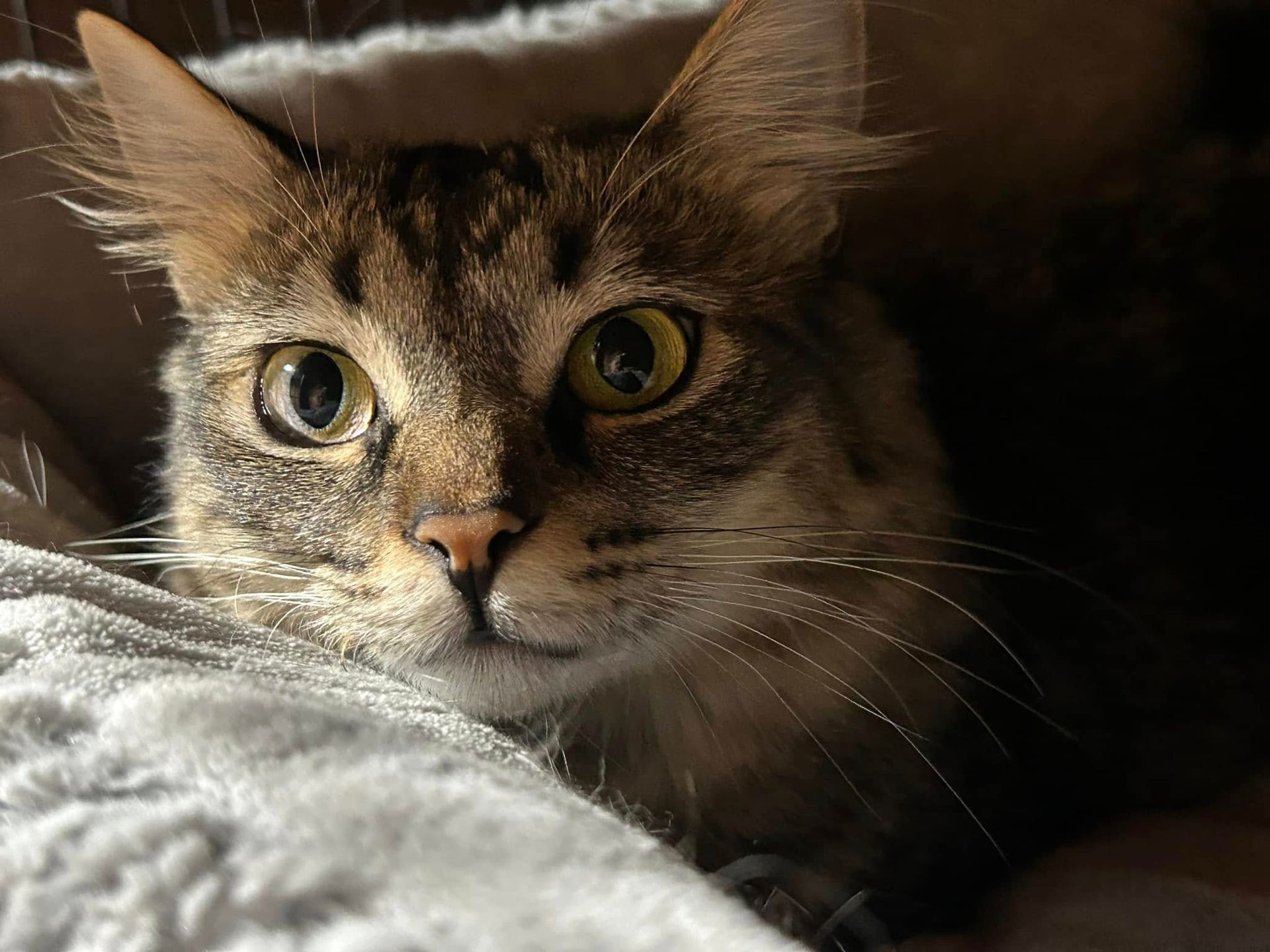 Tabby cat peering out from a soft, gray blanket. Partially lit face, large yellow-green eyes, and light brown fur.