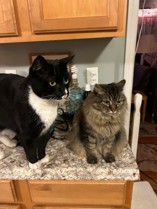 Two cats, a black and white tuxedo cat and a fluffy tabby, sit on a countertop in a kitchen.