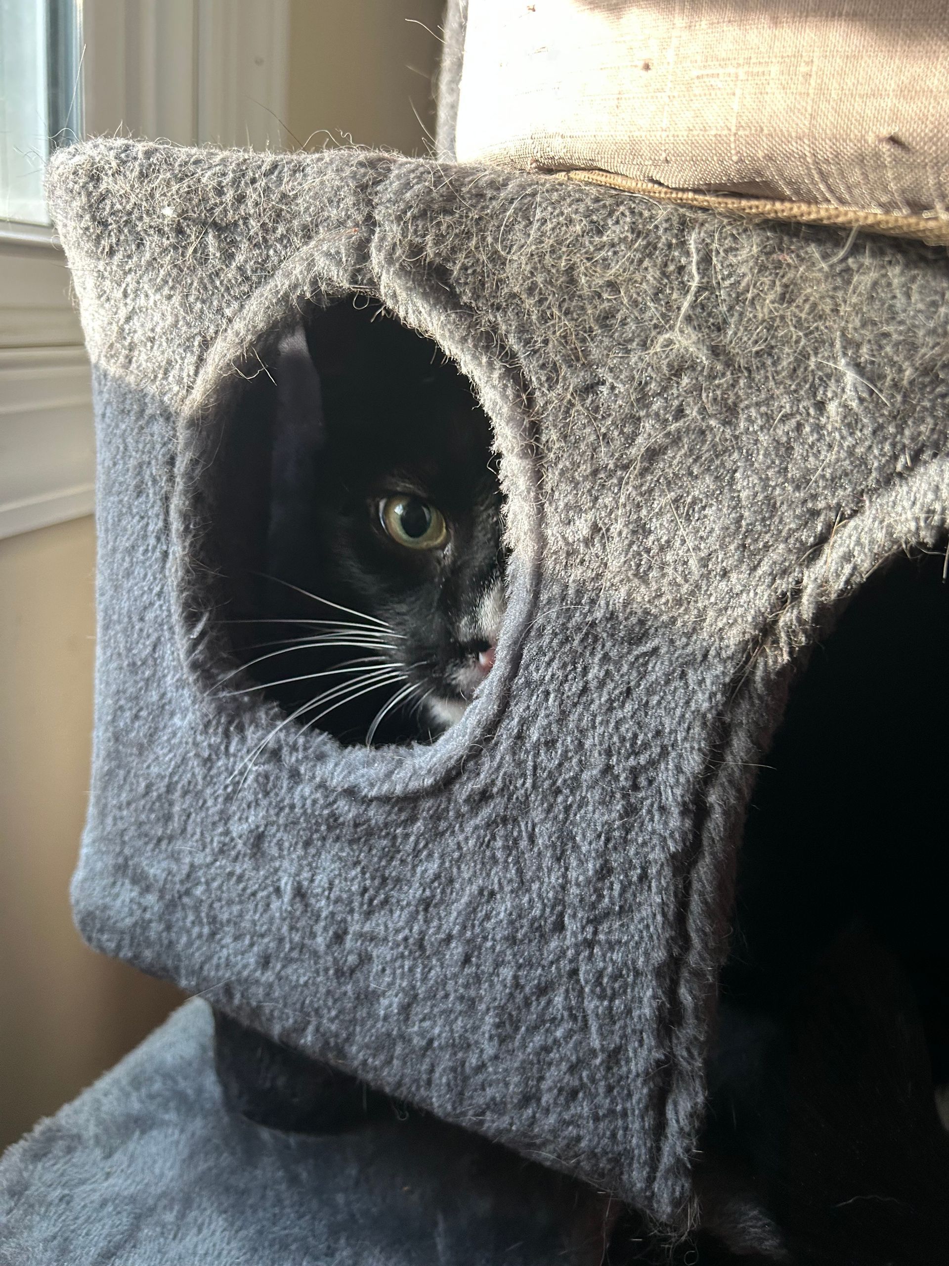Black cat peeks from a grey cat tree's round opening, sunlight illuminating the space.