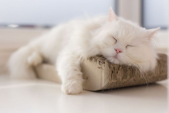 White cat sleeping on a cardboard scratcher by a window.