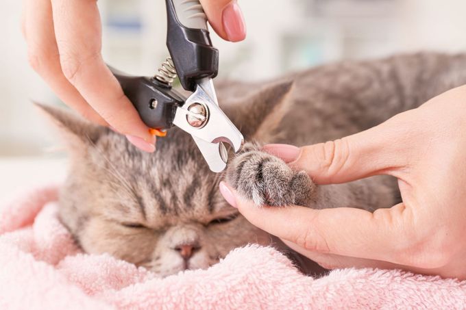 Person trimming a cat's claws with clippers. Cat lies on a pink towel.
