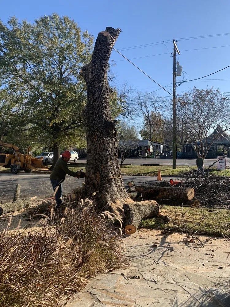 Worker trimming a tall tree stump beside a sidewalk in a suburban yard
