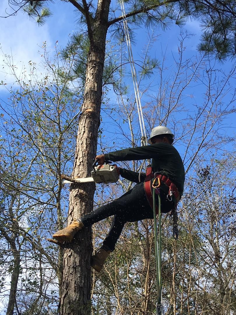 Person climbing a tree using safety gear against a blue sky