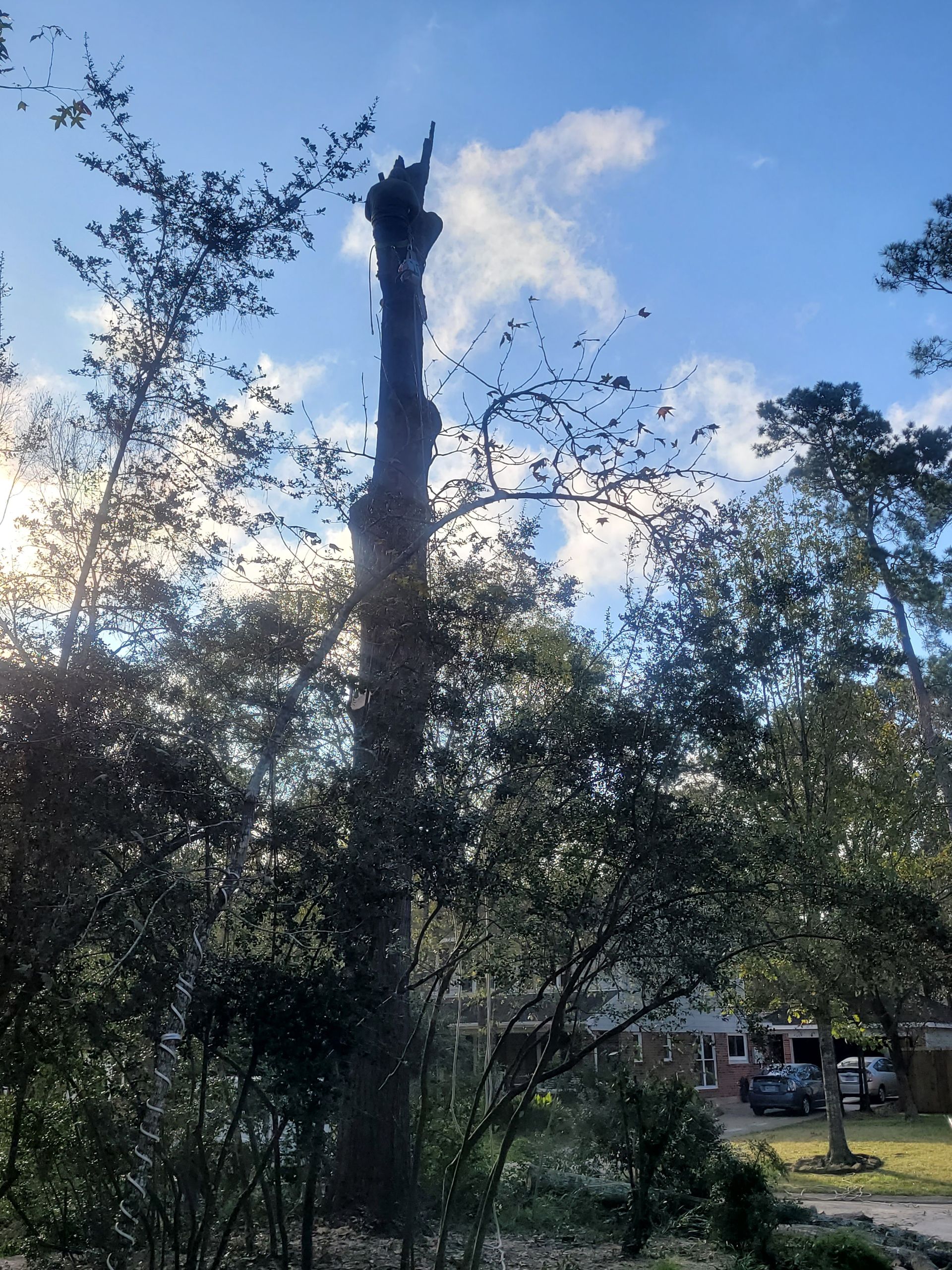 Tall tree trunk silhouette against a blue sky, surrounded by leafy trees and shrubs in a wooded area.