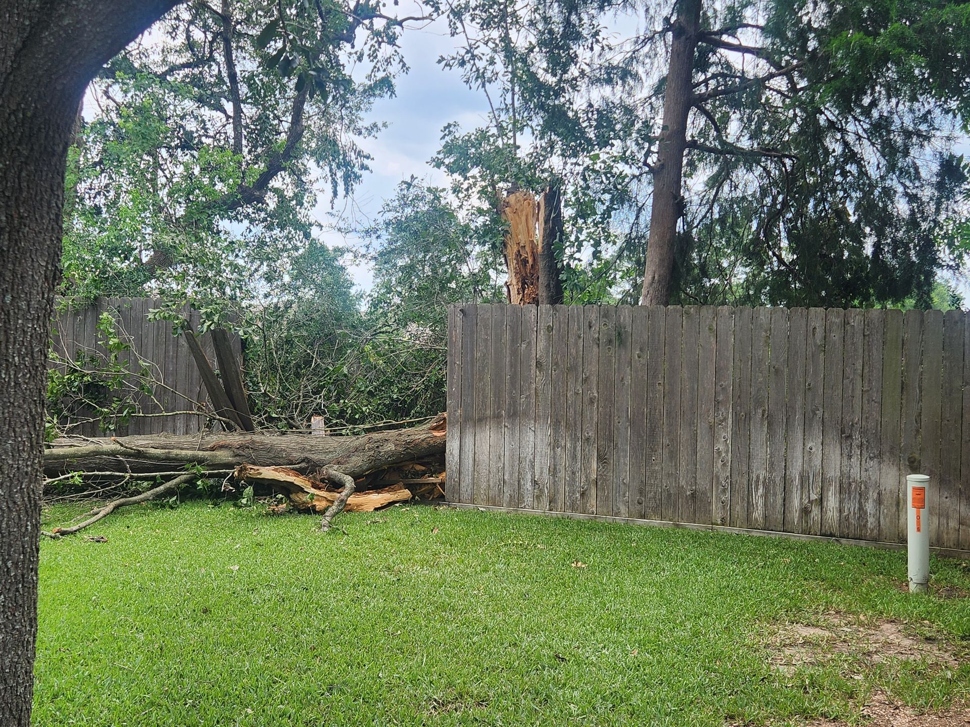 Backyard with fallen tree behind a wooden fence and green grass in front