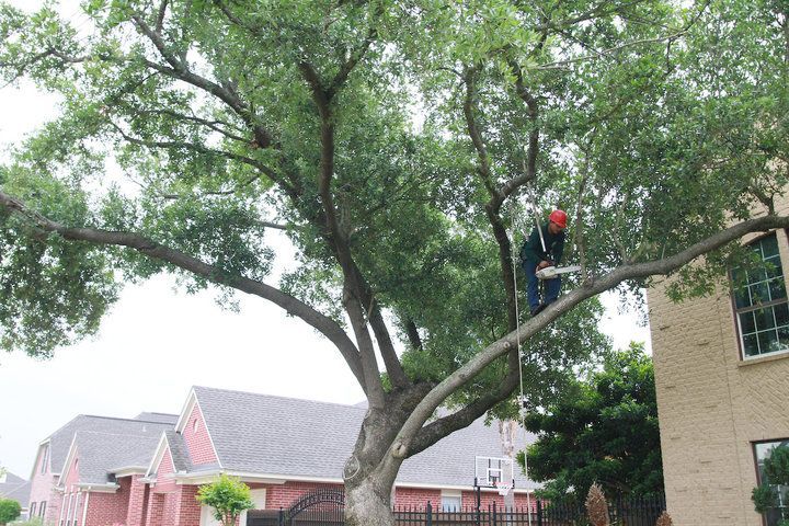 Person in a red helmet trimming a large tree branch beside a house.