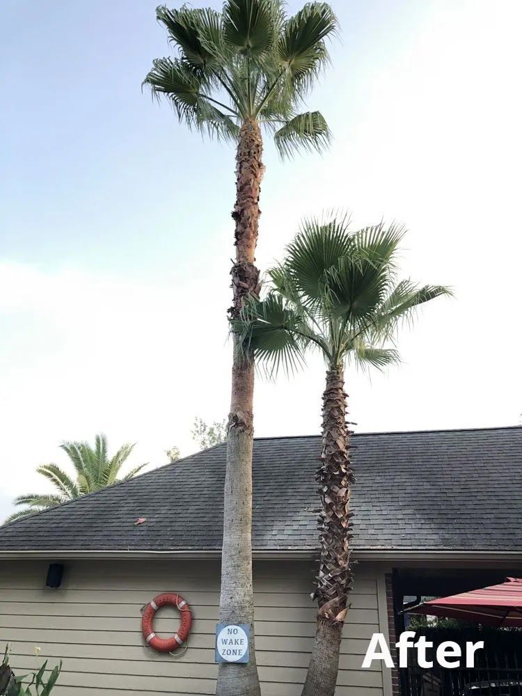 Two tall palm trees beside a house with a dark roof; “After” text in lower right.
