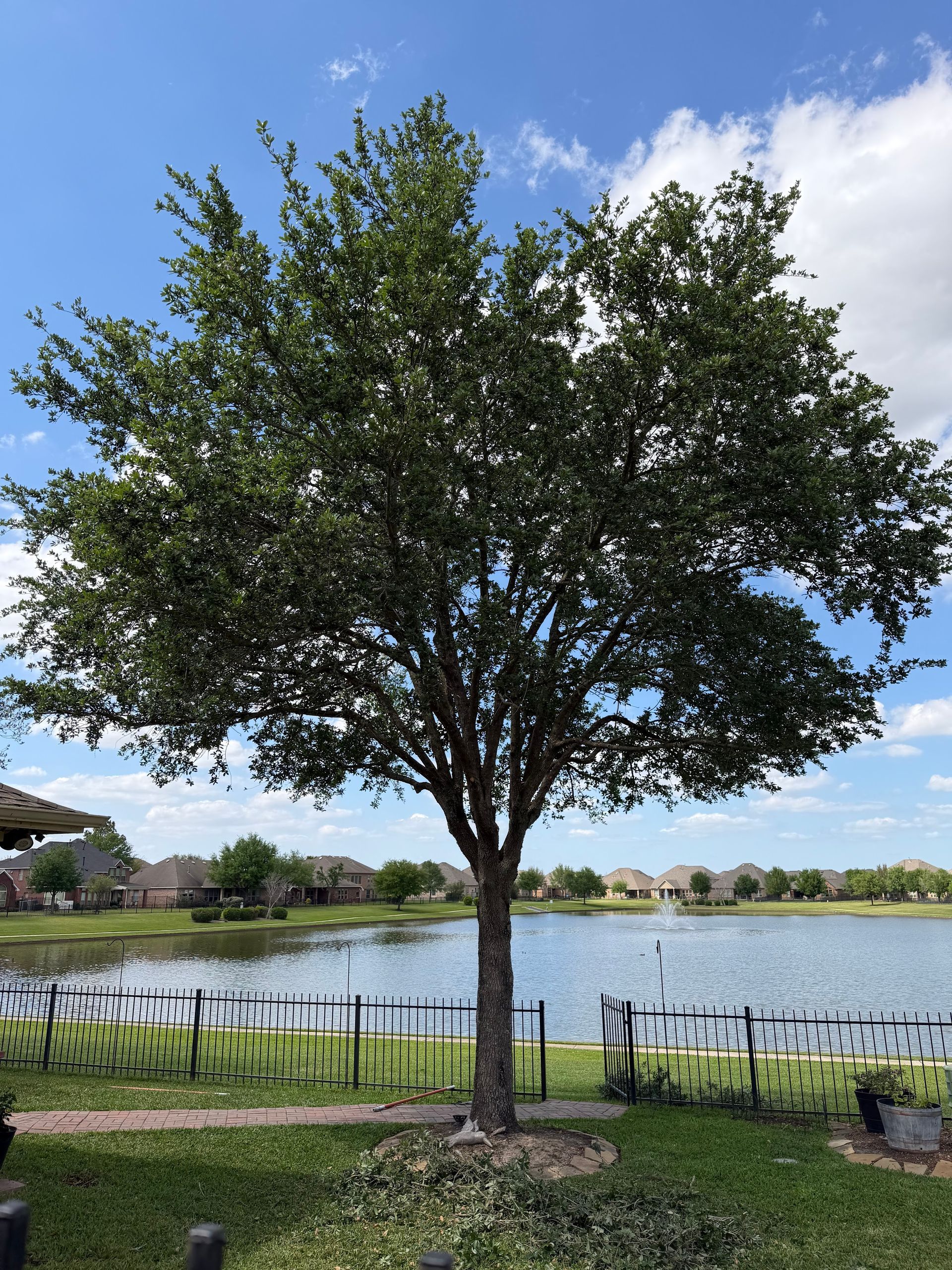 Single tree by a lake with blue sky and a fence in the foreground