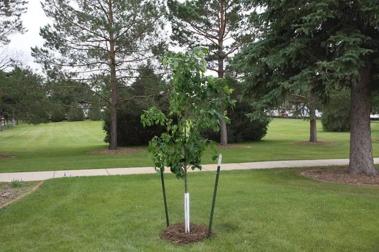 Young tree staked in a grassy park with a sidewalk and large trees in the background