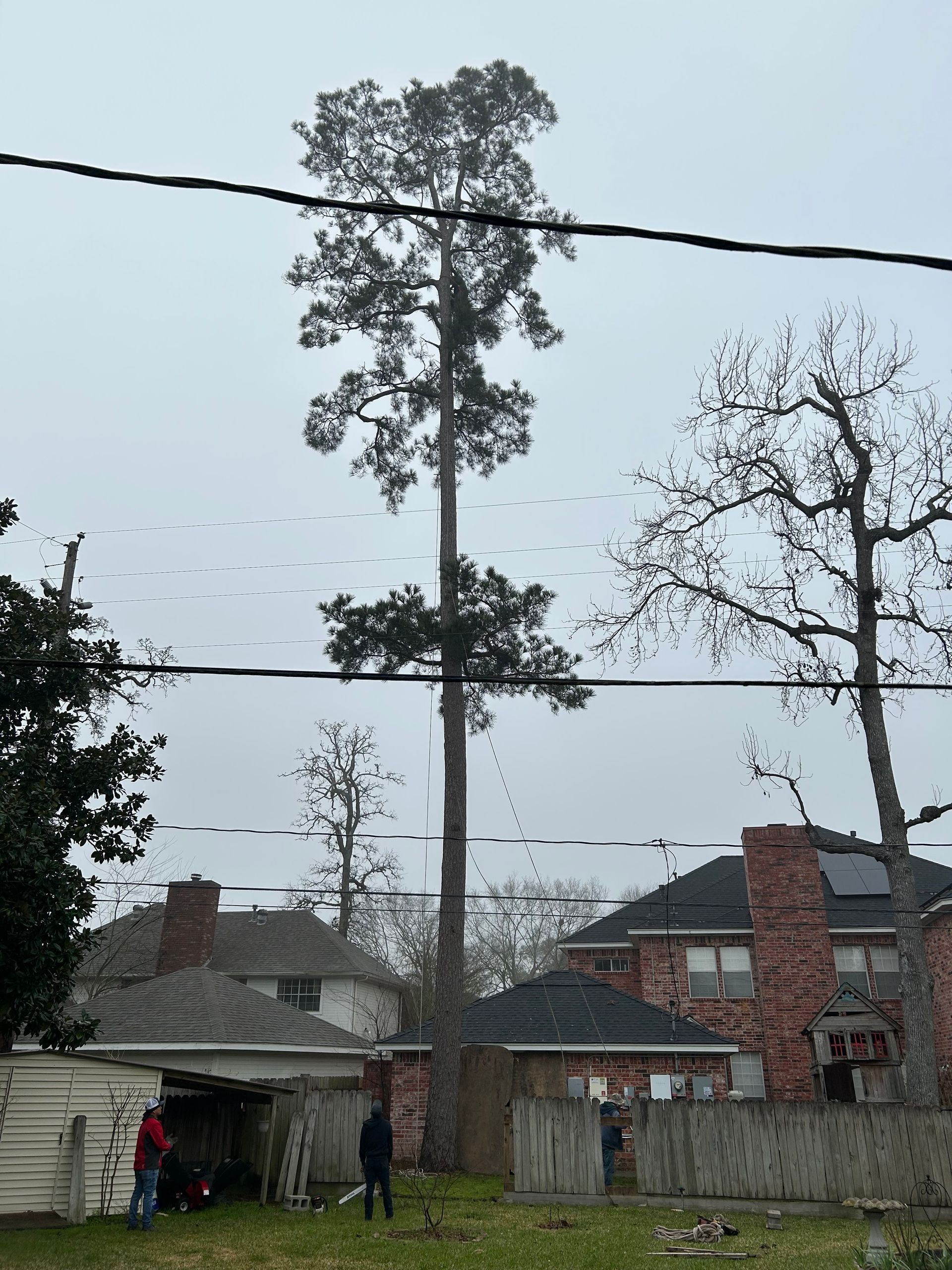 Backyard with tall tree, houses, fence, and power lines under an overcast sky.