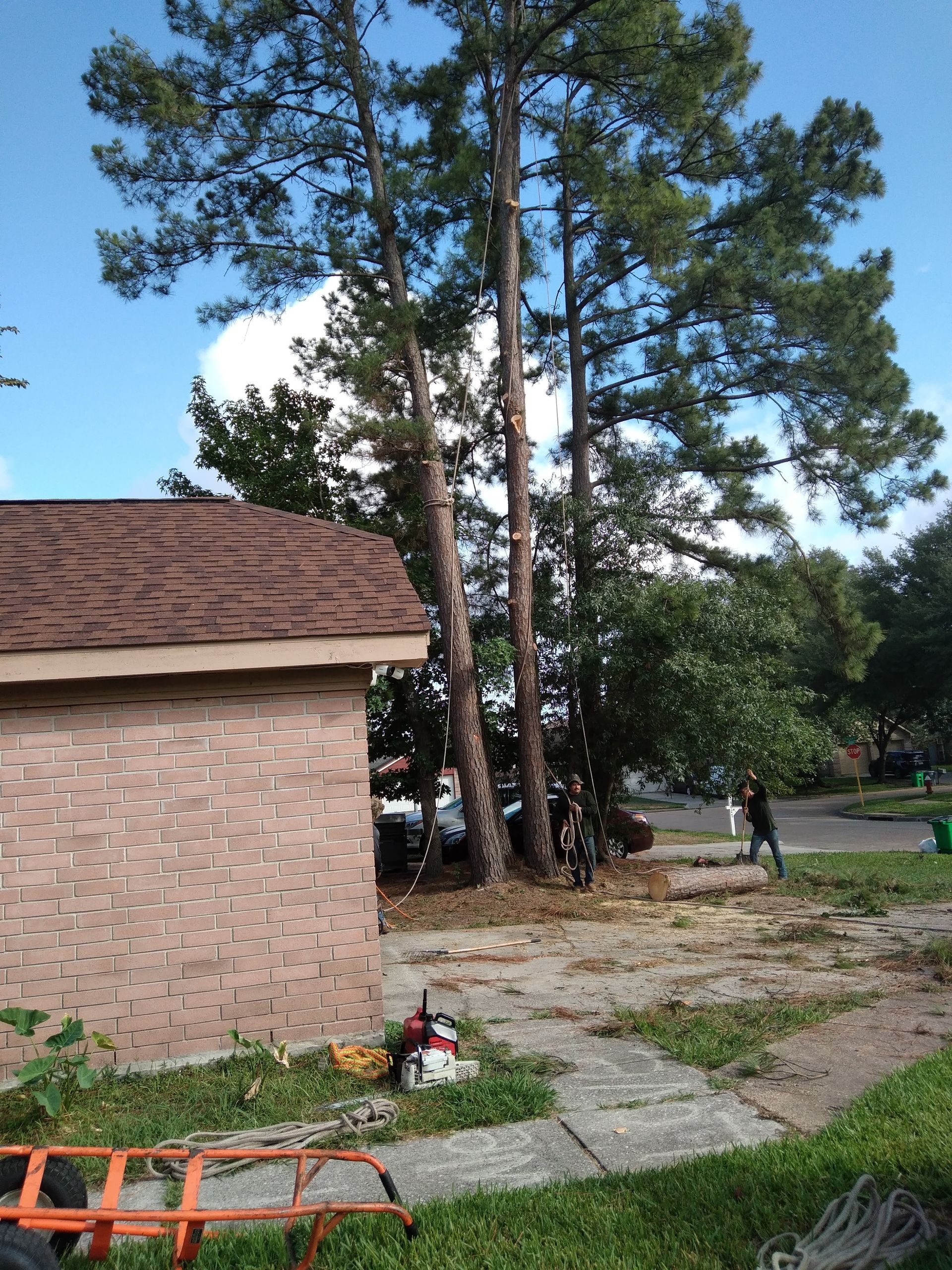 Brick building and tall pine trees beside a paved path, with a person standing near the trees.