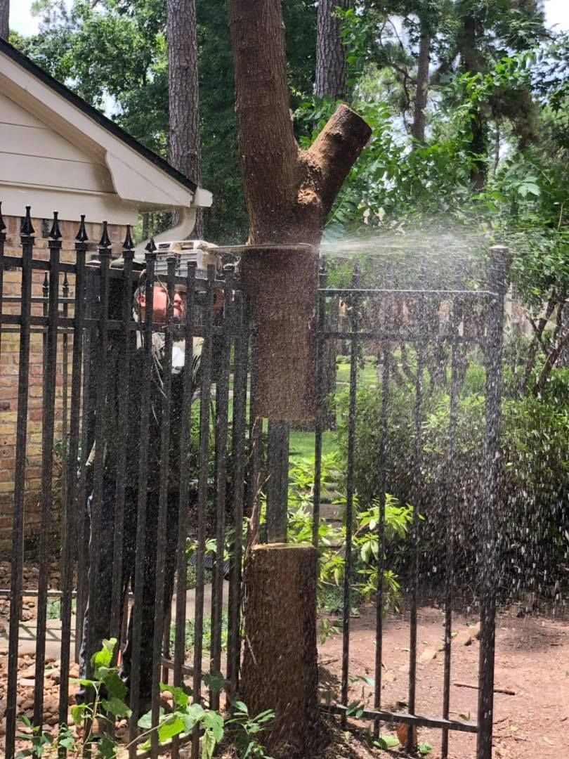 A tree stump being cut with a chainsaw behind a black metal fence, with sawdust spraying outdoors.