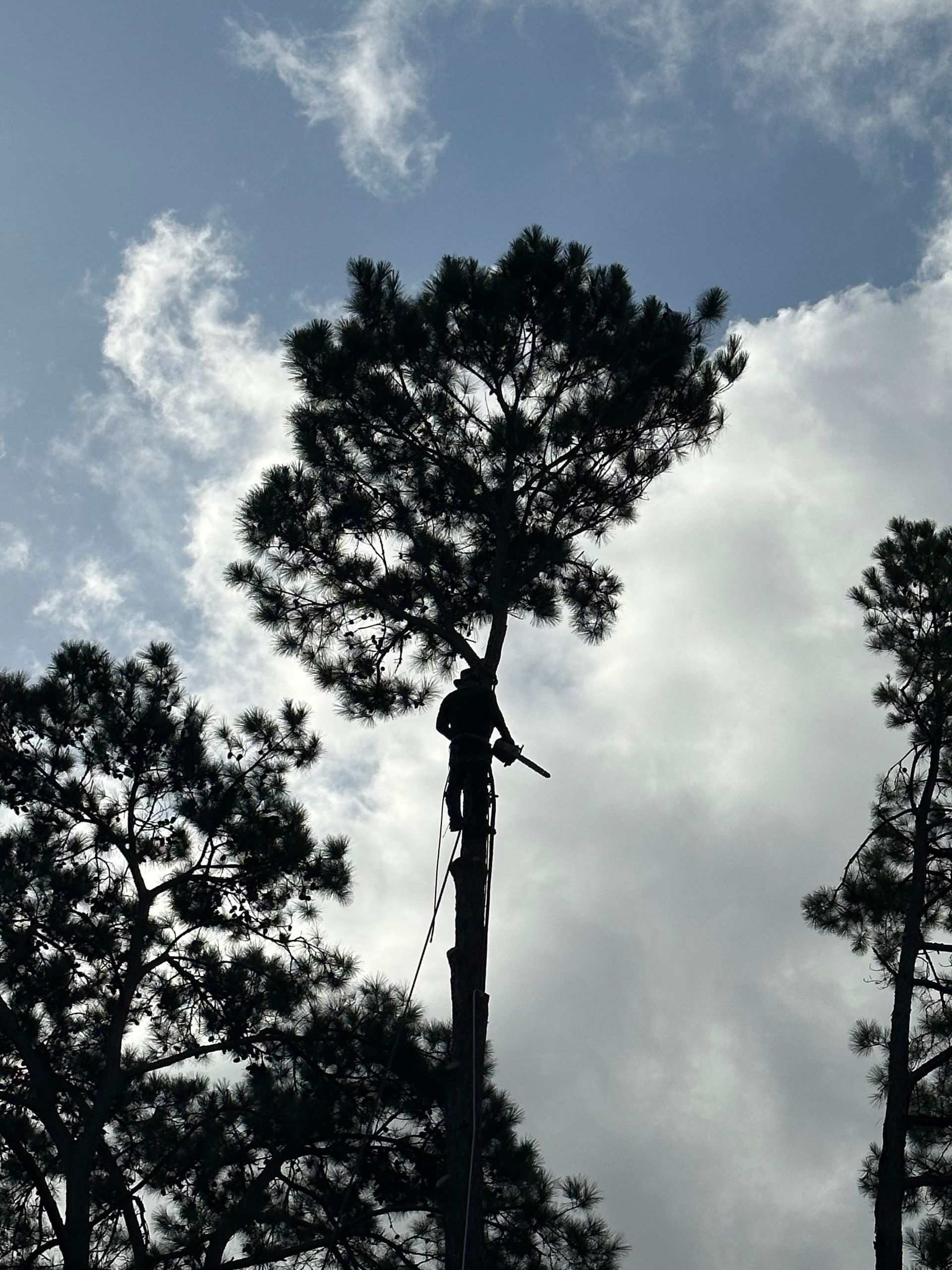 Tall trees silhouetted against a bright cloudy sky with a person climbing the center trunk