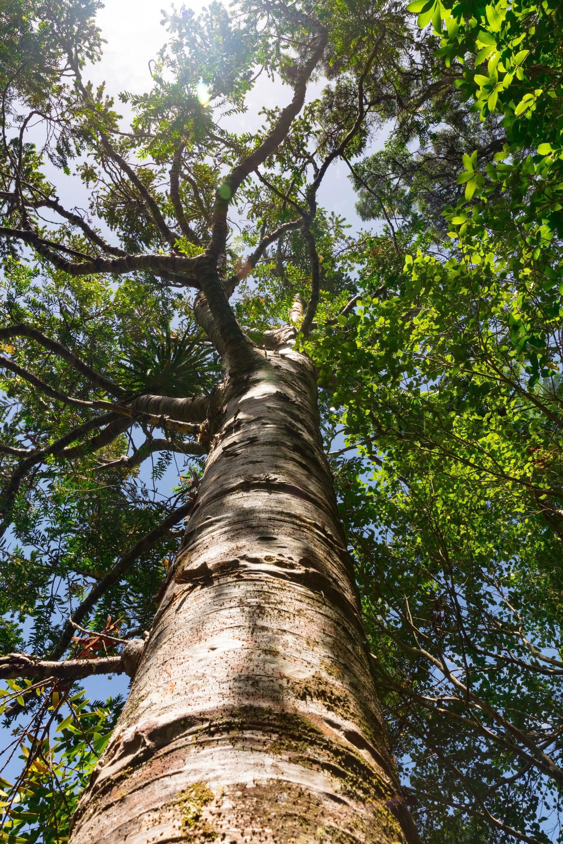 Tall tree trunk reaching into a leafy canopy, viewed from below against a bright sky