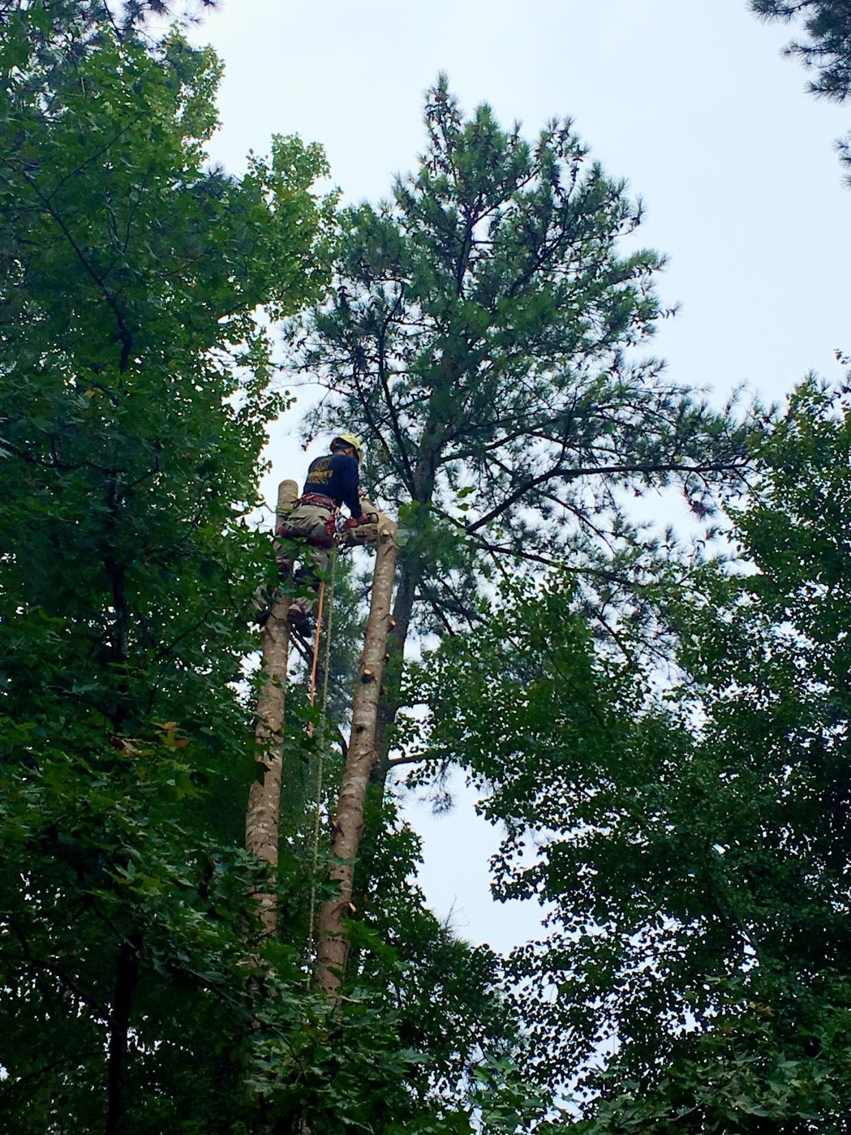 Person atop a tall tree trunk among leafy green trees, high in the canopy.
