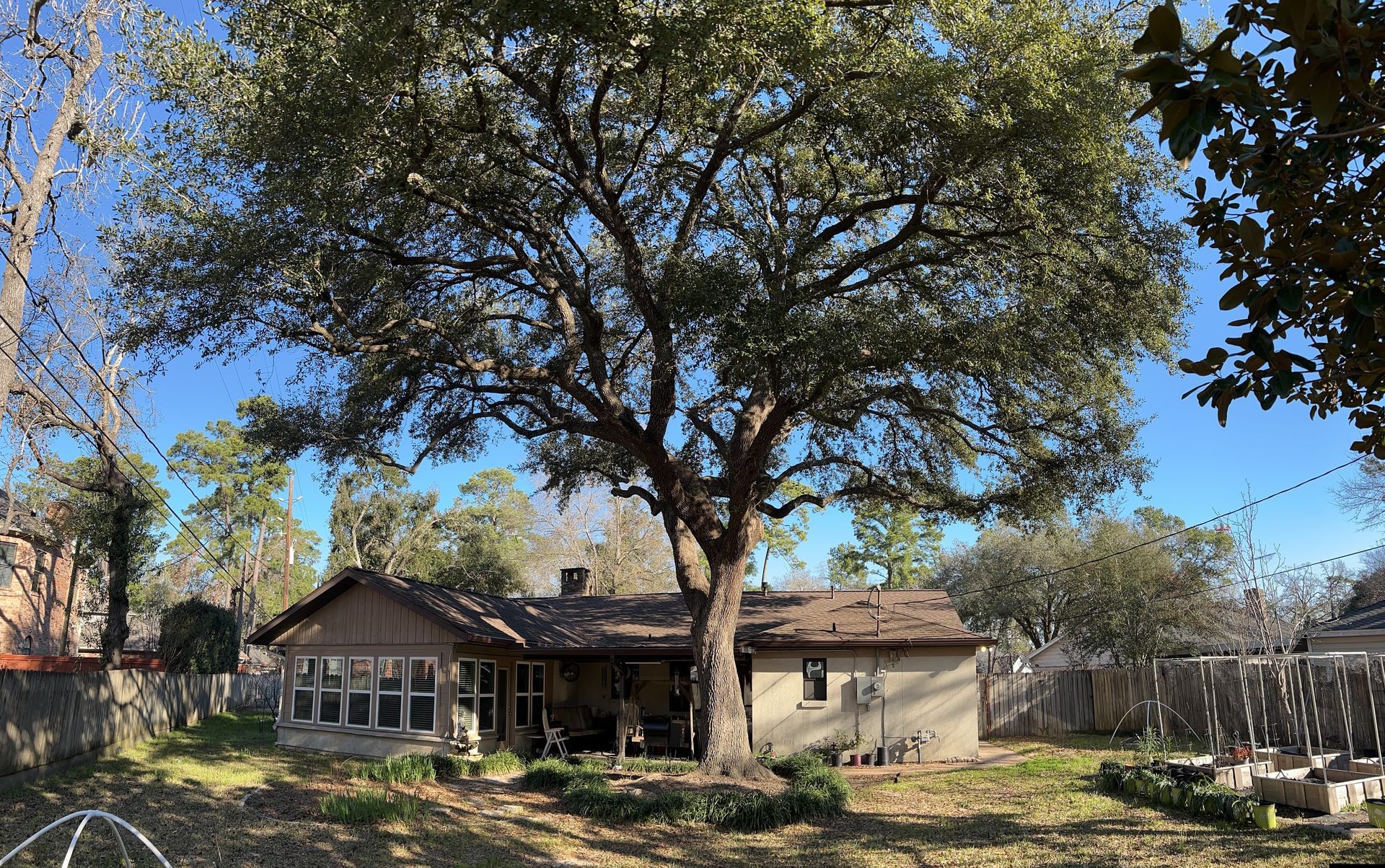 Large tree in a sunny backyard with a small house and garden, viewed from a grassy lawn.