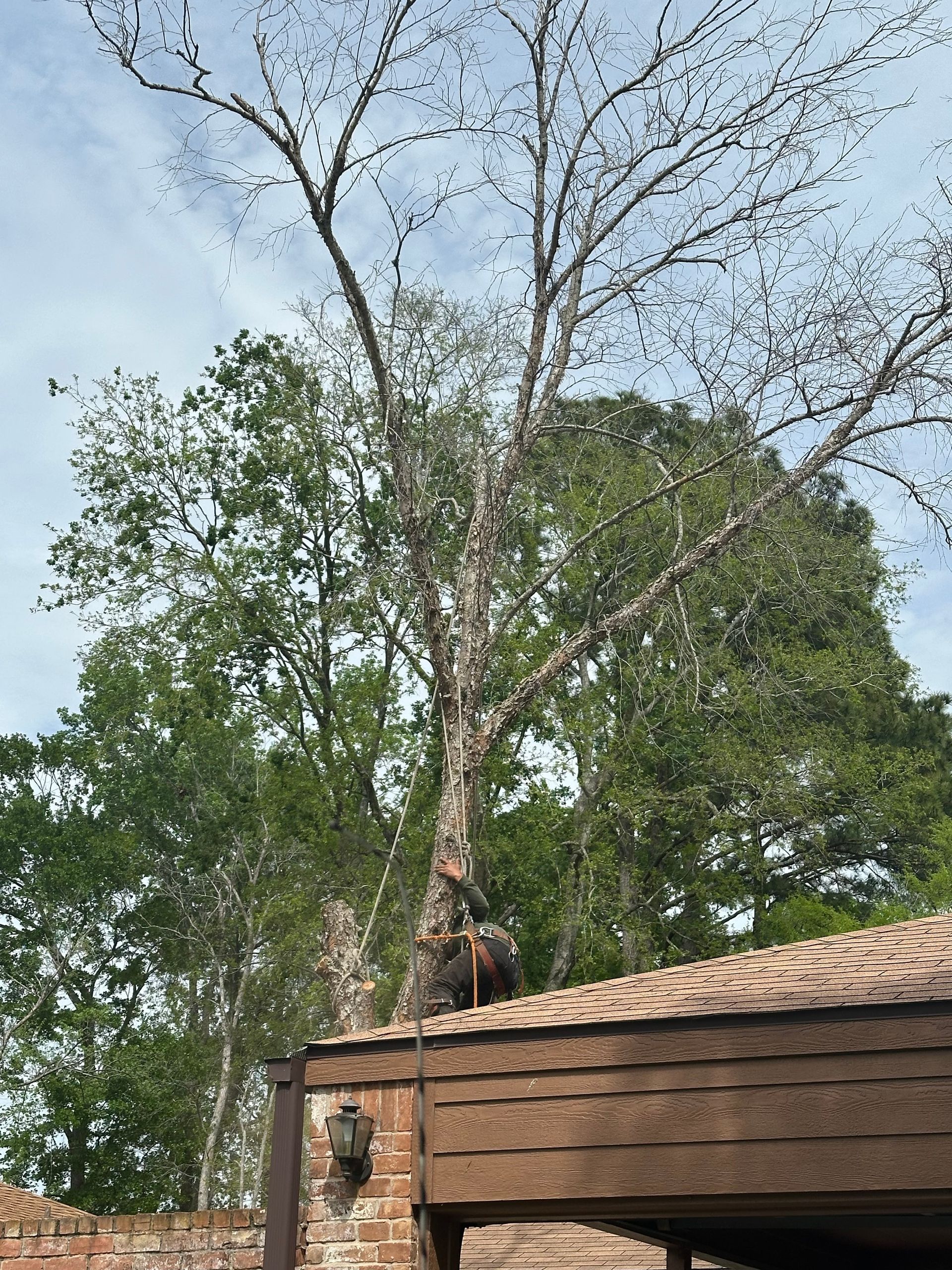 Monkey perched on a wooden roof amid tall trees under a cloudy sky