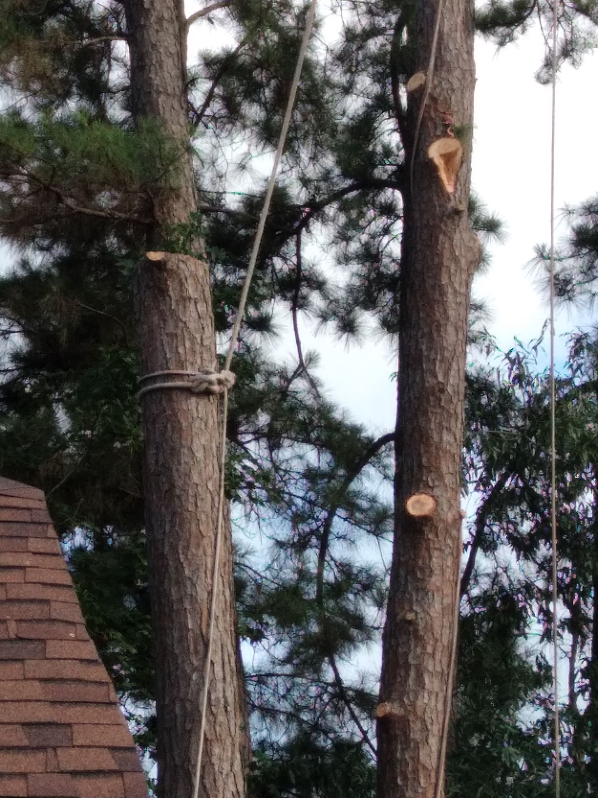 Tall pine trees beside a brick roof under a partly cloudy sky.