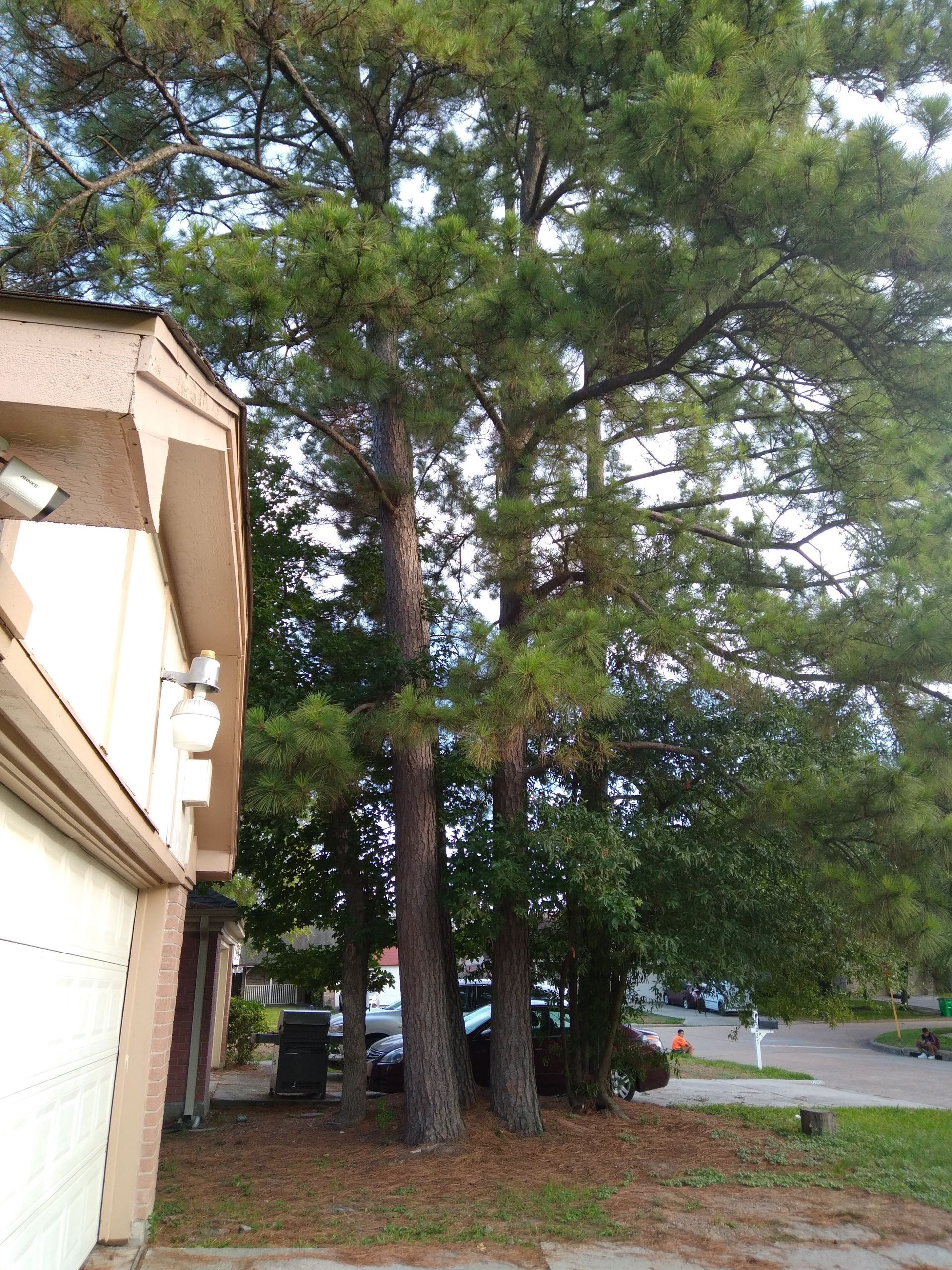 Tall pine trees beside a beige house and driveway on a quiet residential street.