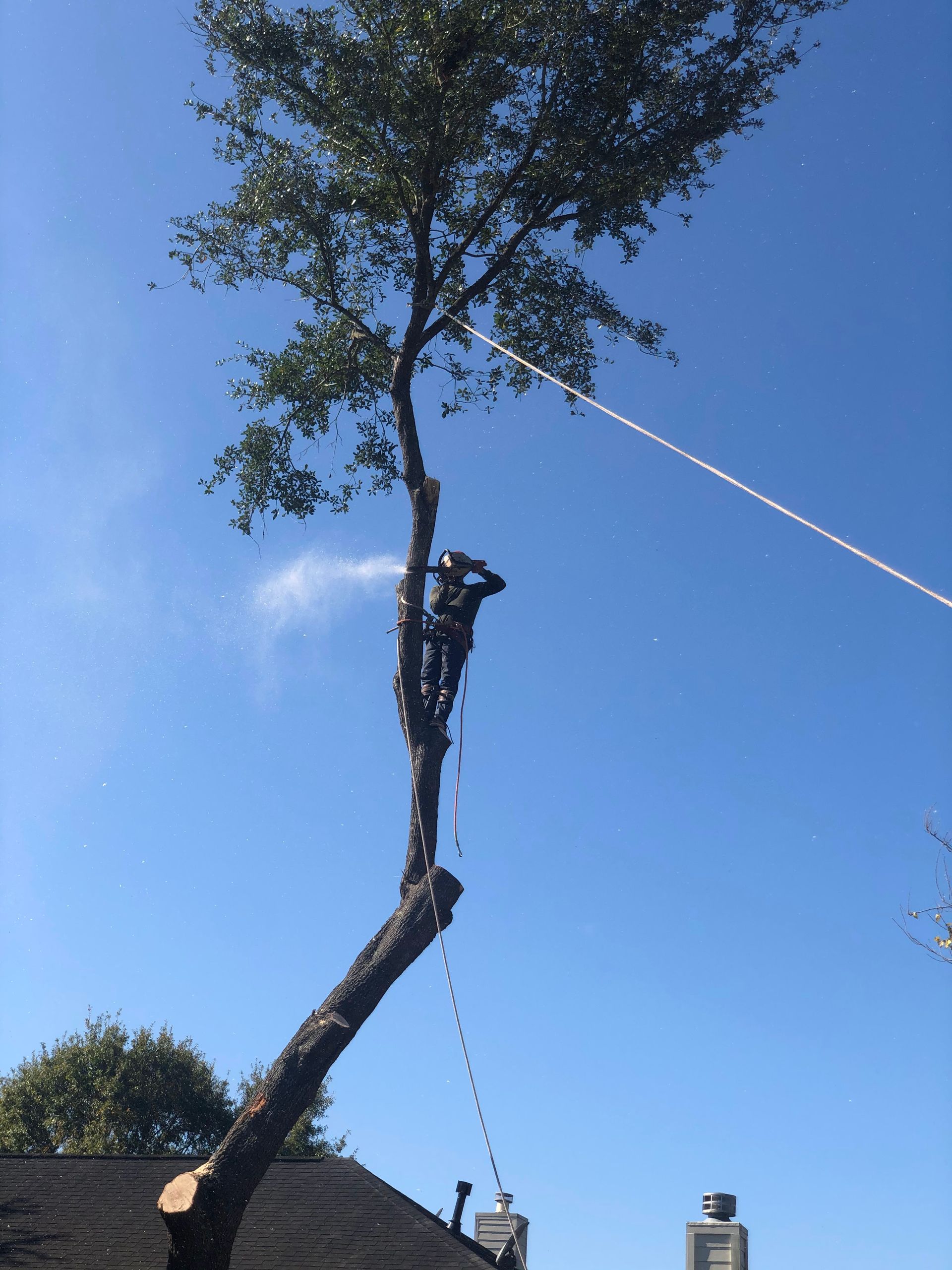 Tree being lifted by a crane against a blue sky, with a house roof at the bottom.