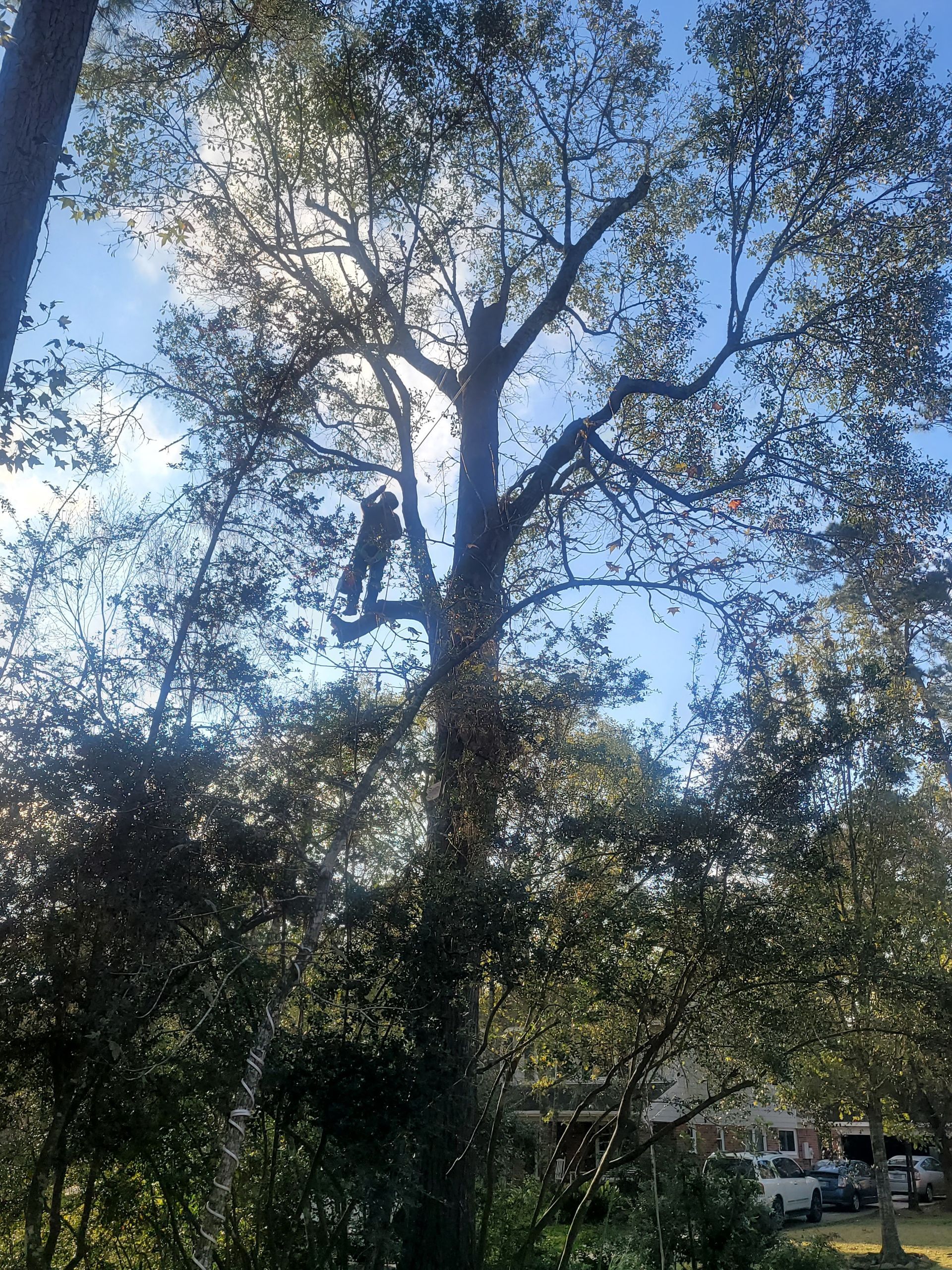 Tall tree with green leaves against a bright blue sky, with sunlight filtering through branches.