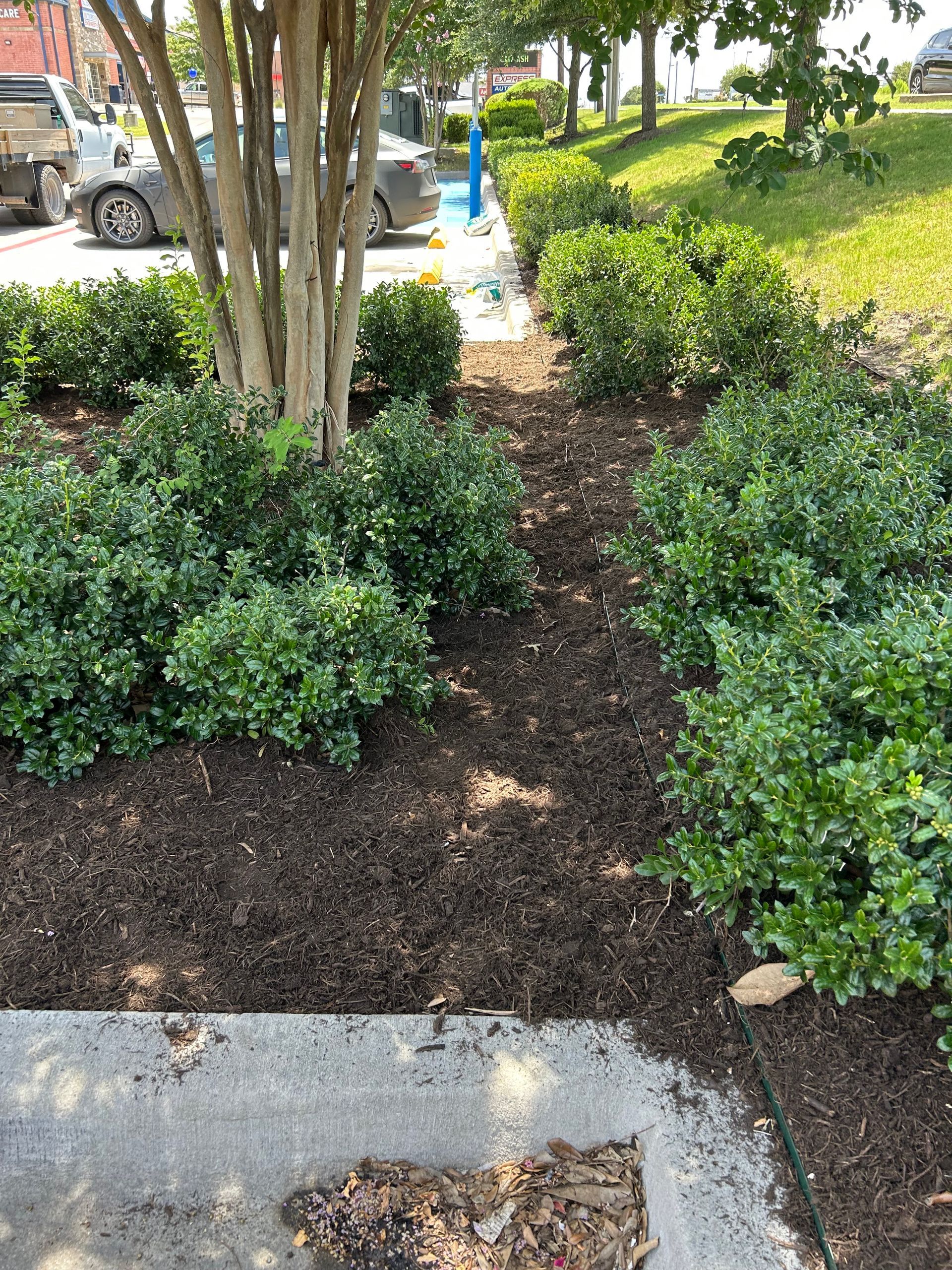 Shrubs and mulch in a landscaped sidewalk bed beside a parking lot and trees