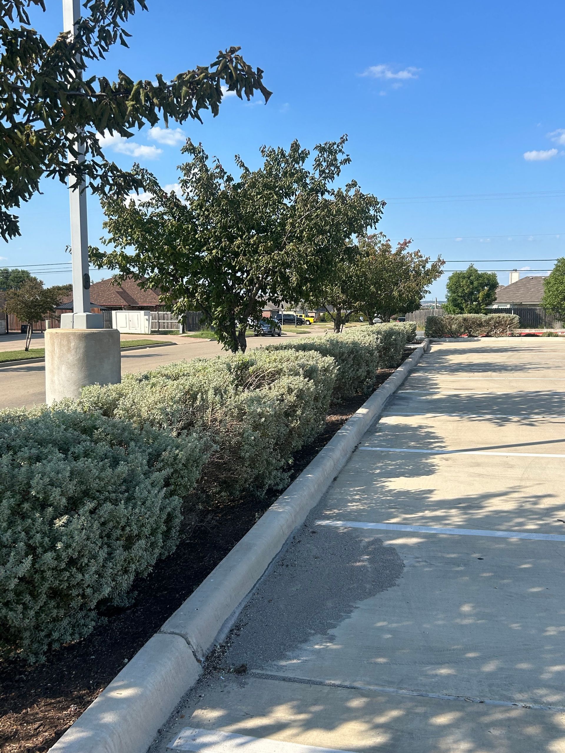 Sunny sidewalk beside a parking lot, with a tree, shrubs, and a concrete curb under a blue sky.