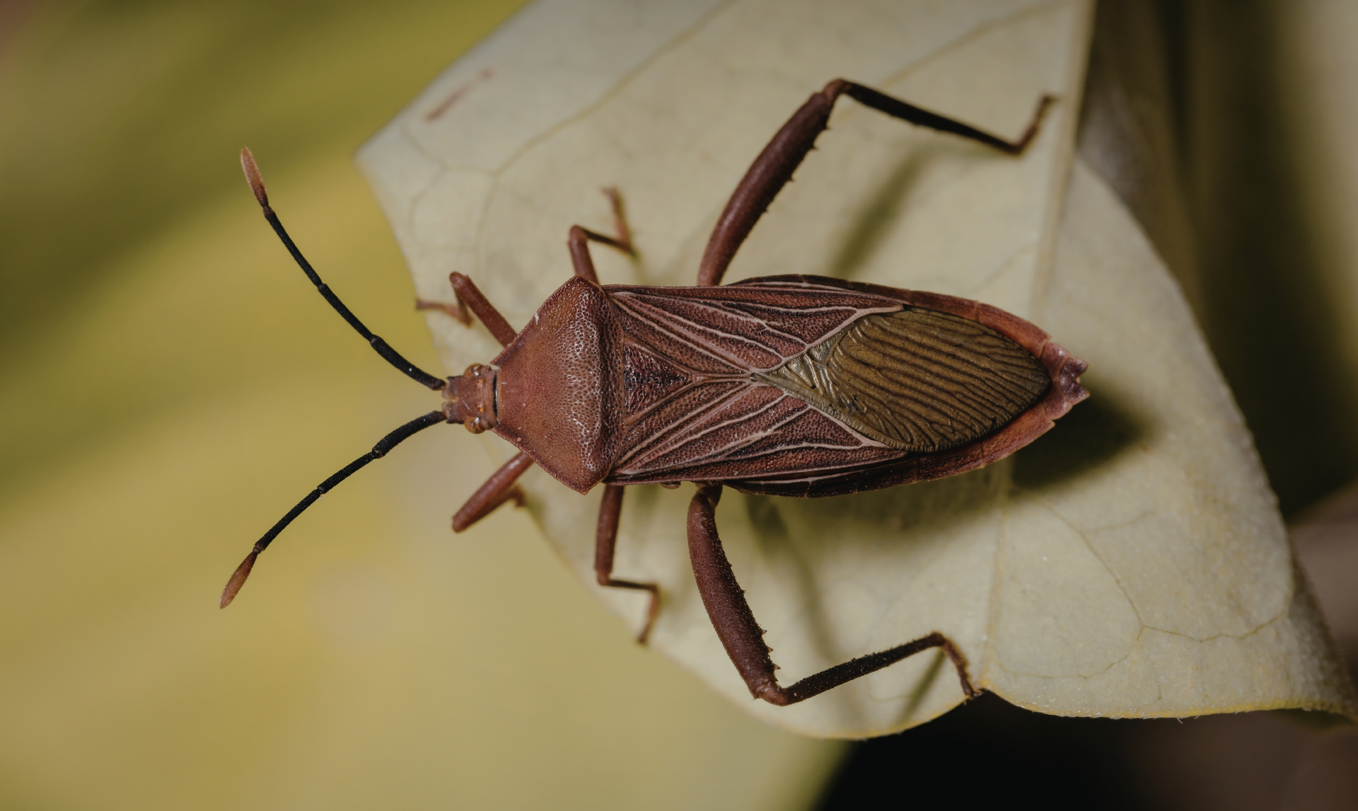 Brown leaf-footed bug on a tan leaf; insect has long antennae and patterned wings.