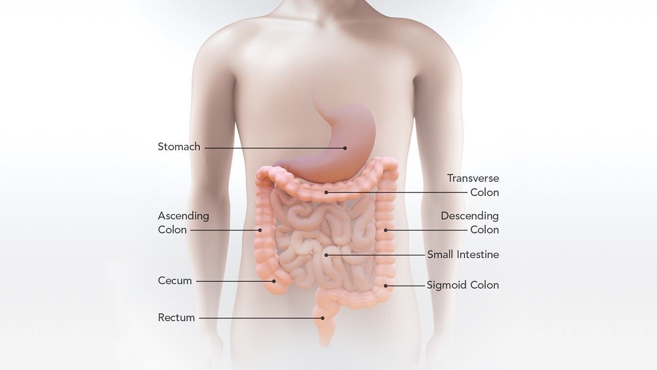 Location of the stomach, small intestine, cecum, ascending colon, transverse colon, descending colon, sigmoid colon, and rectum.