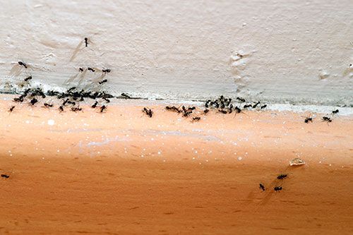 Tipos de plagas más comunes en casas y negocios