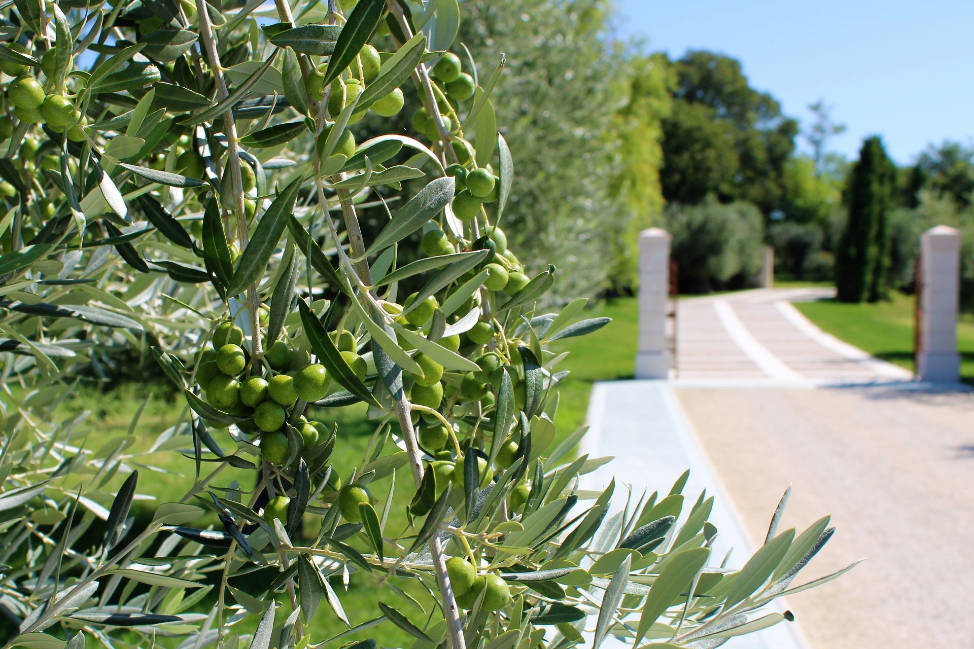 Rami di ulivo carichi di frutti verdi accanto a un sentiero soleggiato in giardino e ai pilastri di un cancello.