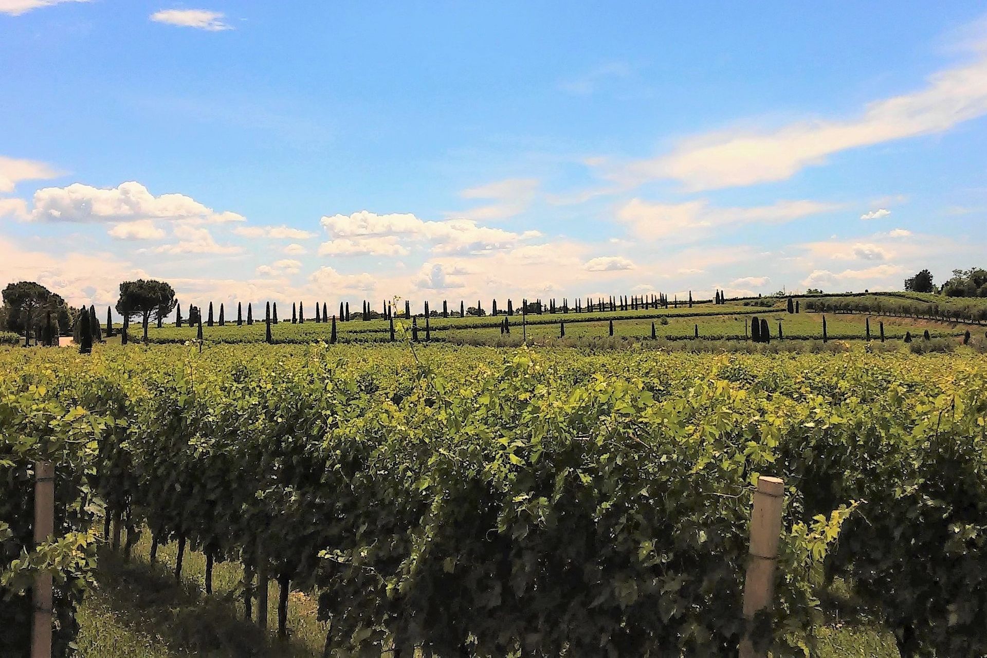 Filari di vigneti sotto un cielo azzurro brillante con nuvole sparse e una lontana fila di alberi.