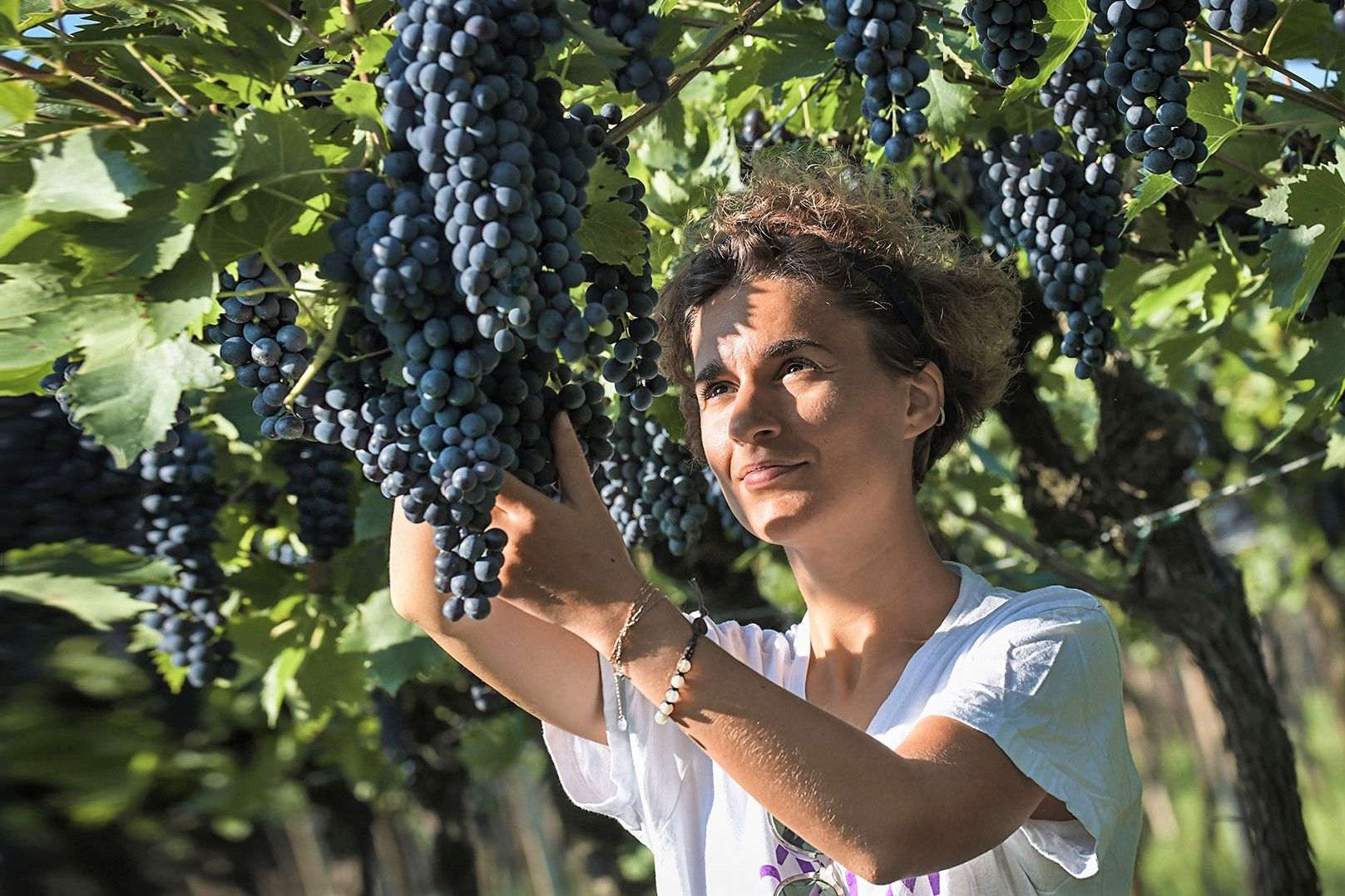 Persona che ispeziona l'uva su una vite in un vigneto soleggiato