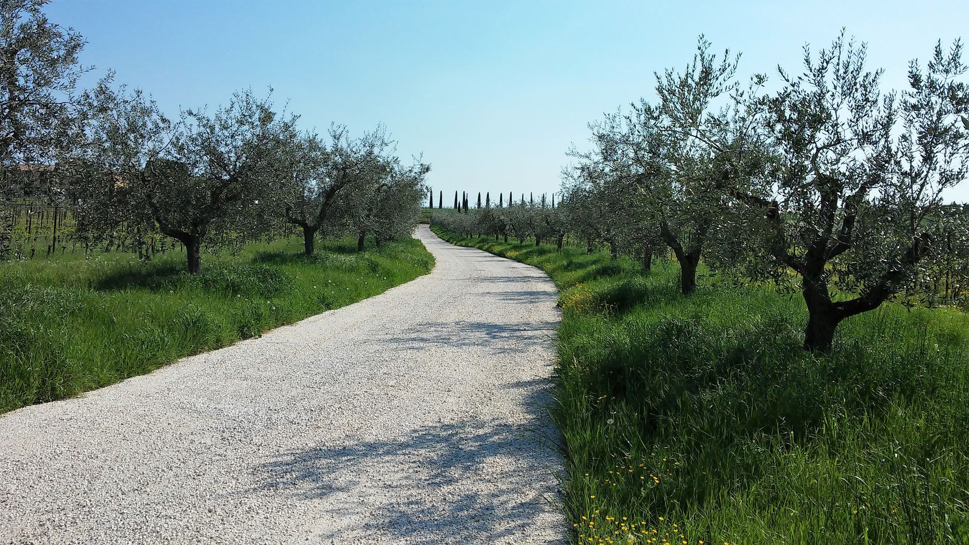 Sentiero di ghiaia che si snoda tra gli ulivi in ​​un soleggiato frutteto rurale.