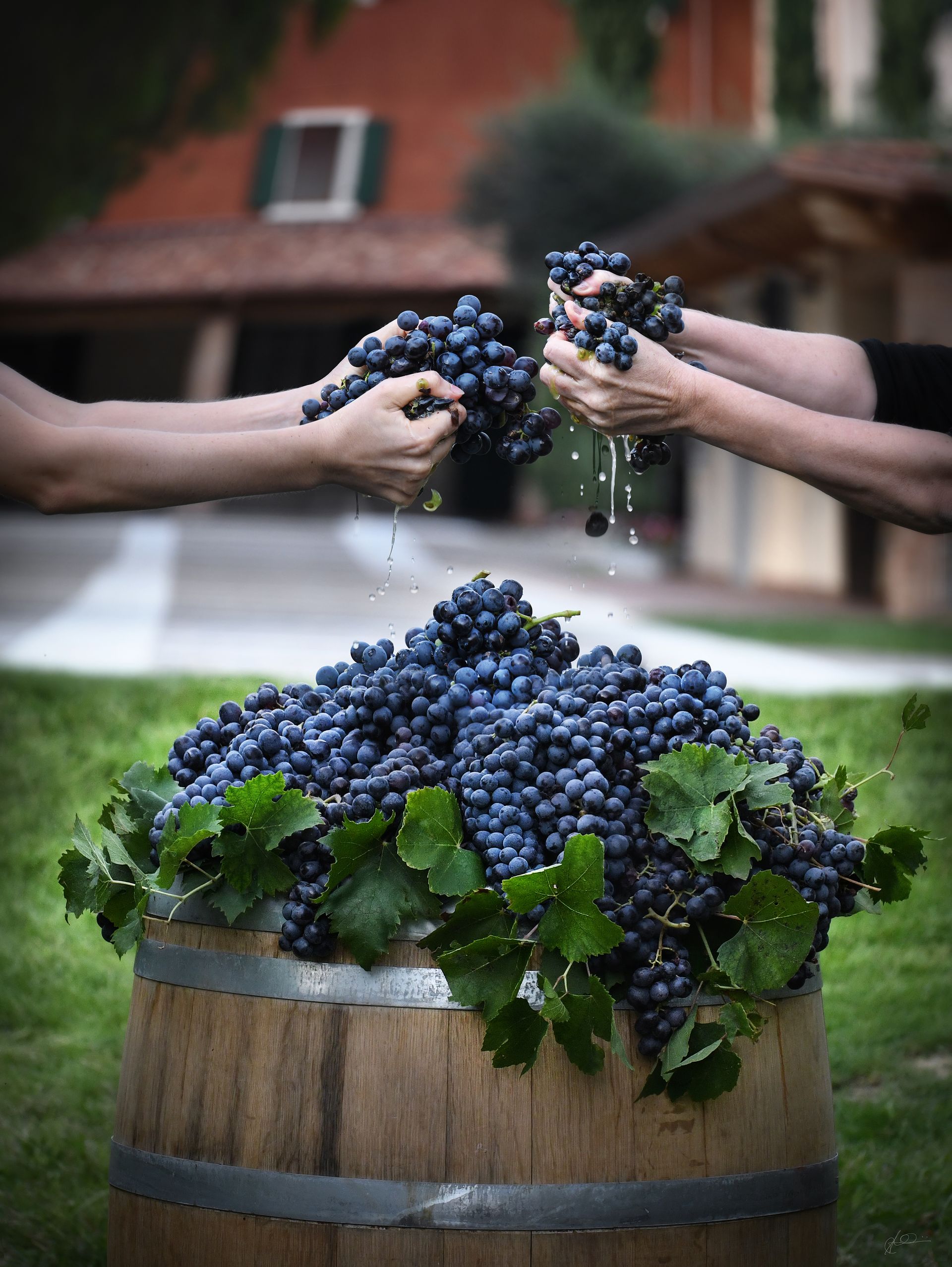 Mani che raccolgono l'uva sopra una botte piena di grappoli viola scuro e foglie verdi.