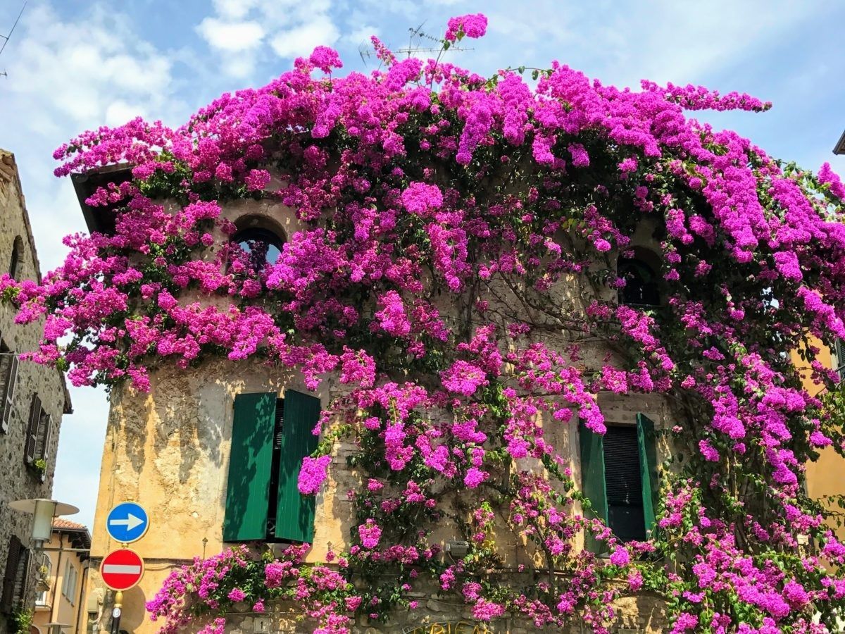 Edificio in pietra ricoperto di bouganville rosa acceso, con persiane verdi e un cielo azzurro sopra.
