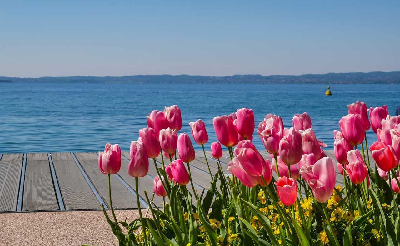 Tulipani rosa su un pontile di legno in riva a un tranquillo lago blu sotto un cielo limpido.