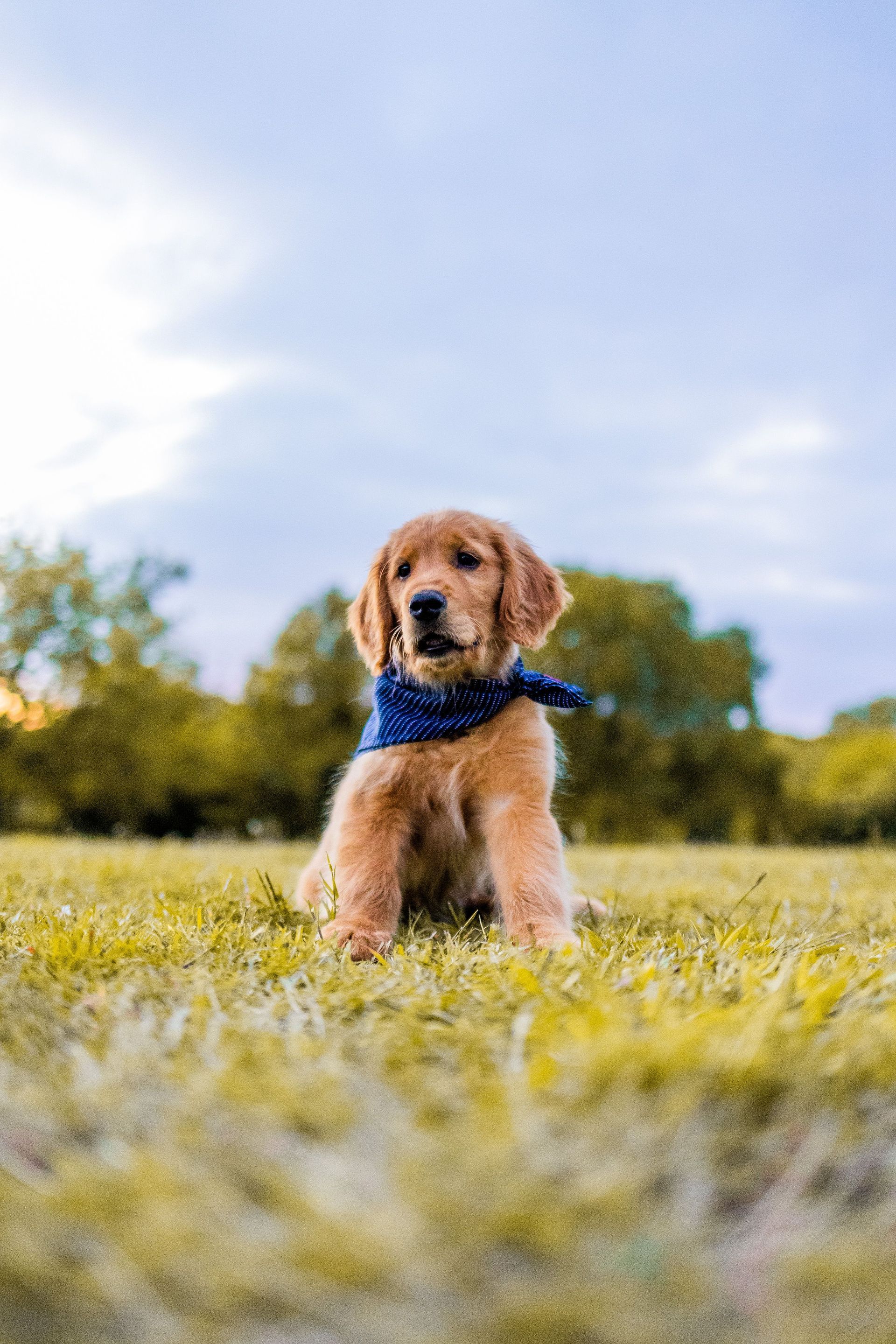 Golden retriever puppy with a blue bandana sitting in a grassy field, looking at the camera.
