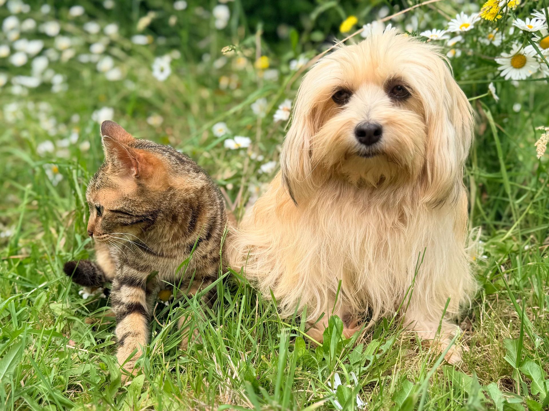Un cagnolino color marrone chiaro e un gatto tigrato seduti sull'erba verde con fiori bianchi.