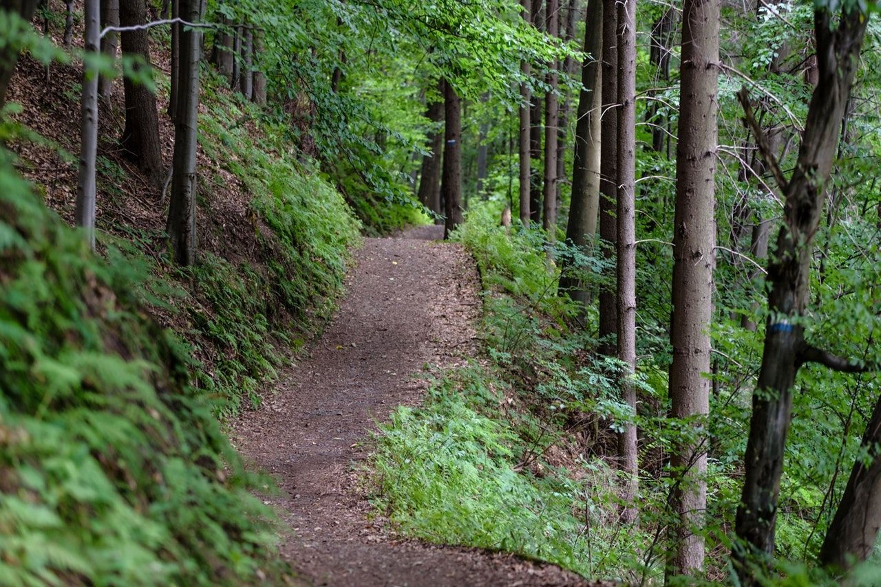 A path in the middle of a forest surrounded by trees and ferns.