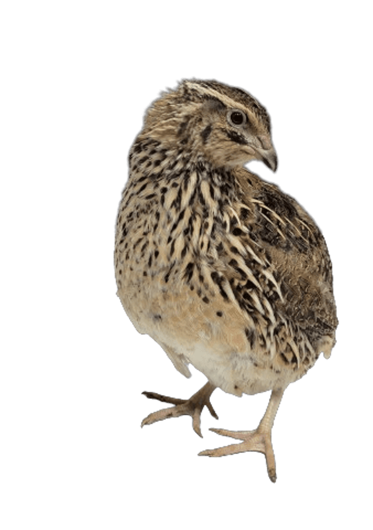 Adult Female