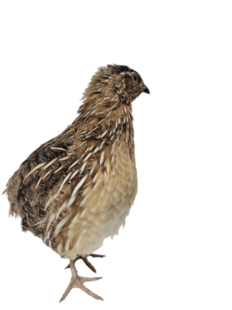 Adult Male