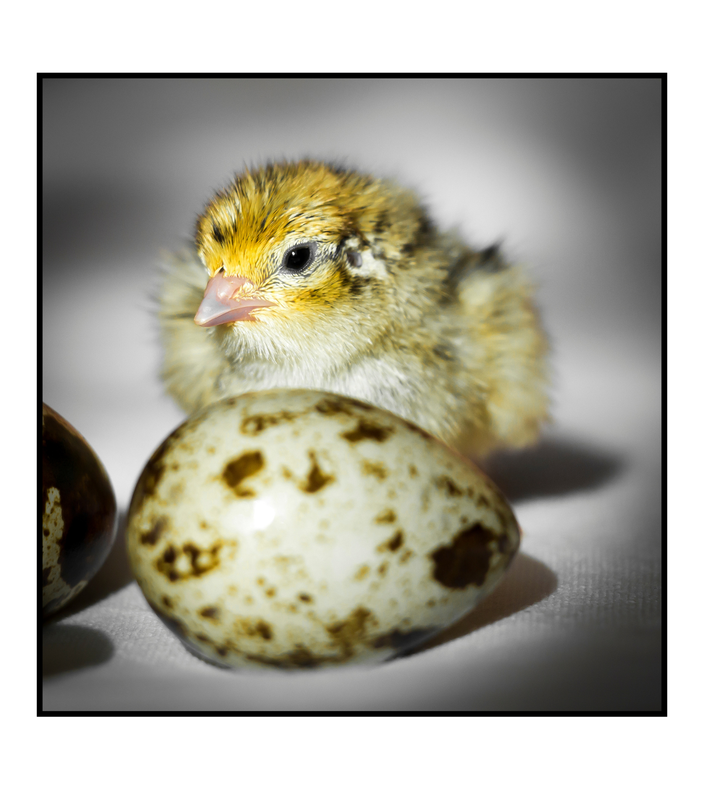 Hatching Eggs