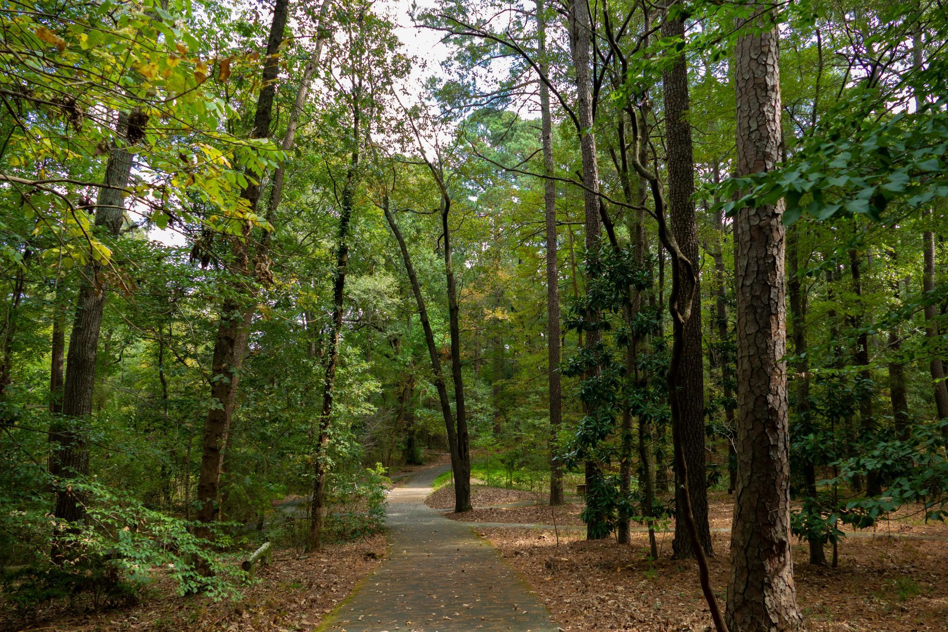 tall trees in New Bedford MA