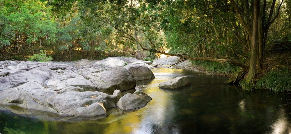A River Flowing Through a Lush Green Forest Surrounded by Trees and Rocks — Custom Cabinetry & Kitchen Renovations in Bellingen, NSW