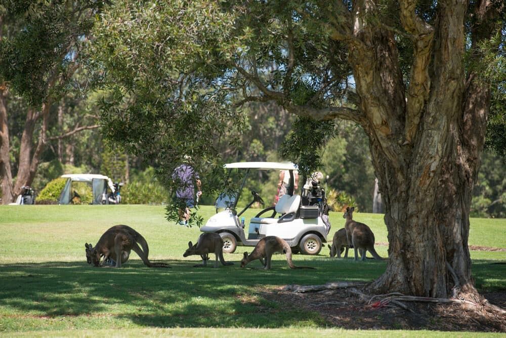 A Group of Kangaroos Are Standing Next to A Golf Cart on A Golf Course  — Custom Cabinetry & Kitchen Renovations in South West Rocks, NSW