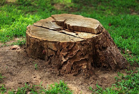 Tree stump in a grassy area, with cracks in the top and rough bark around the sides.