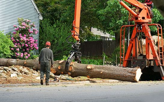 Man watching a crane lift a tree trunk, roadside. Pink flowers and green foliage in the background.